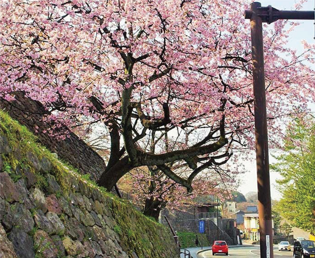 窓から見える兼六園。兼六園側から差し込む光は部屋を明るく照らします。 キャプション入ります。キャプション入ります。キャプション入ります。